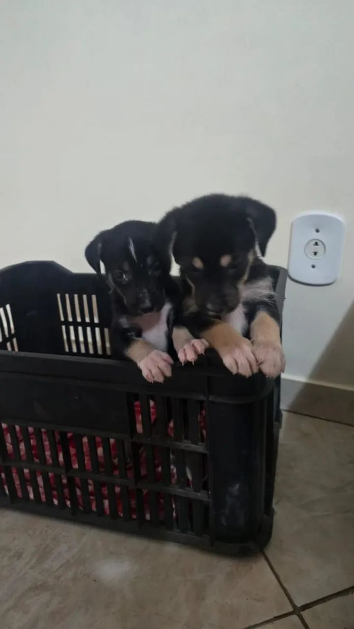 ADOÇÃO RESPONSÁVEL  - Foto 3