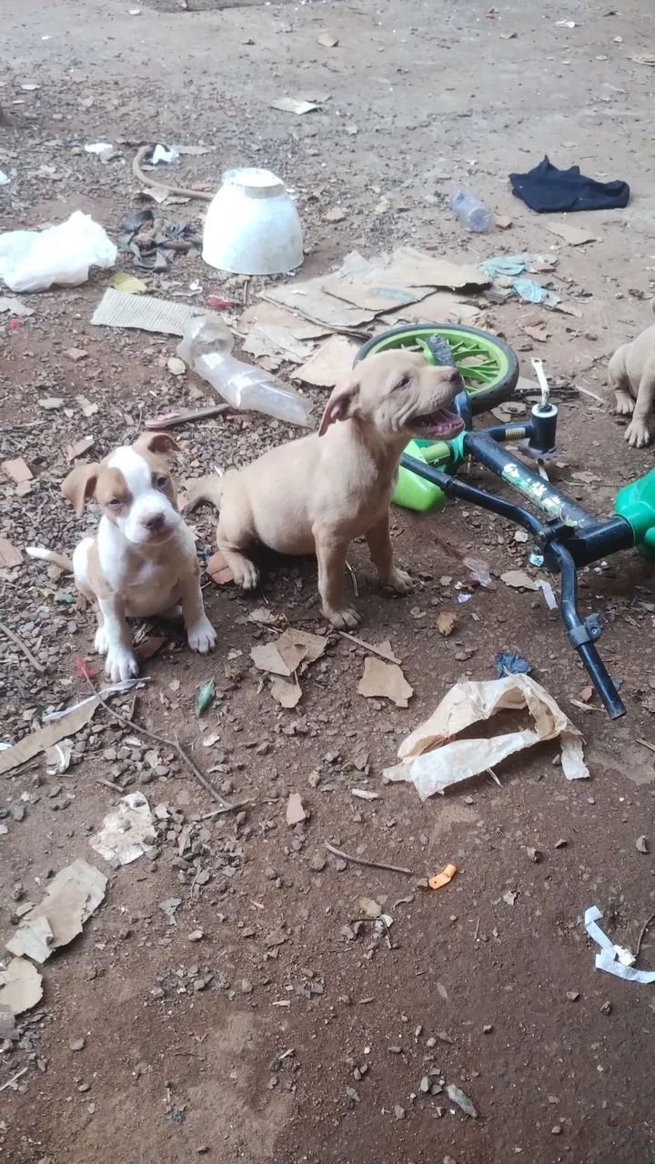 Filhotes de Pitbull  - Foto 4