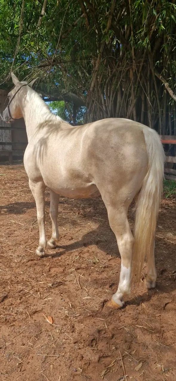 Egua palomina show - Foto 5