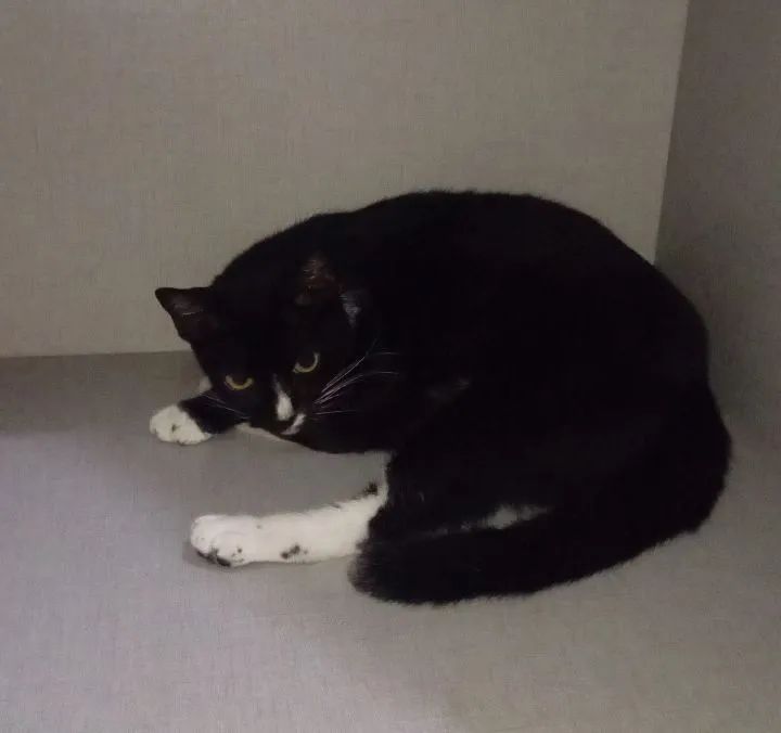 Adoção responsável - Gata castrada  - Foto 4