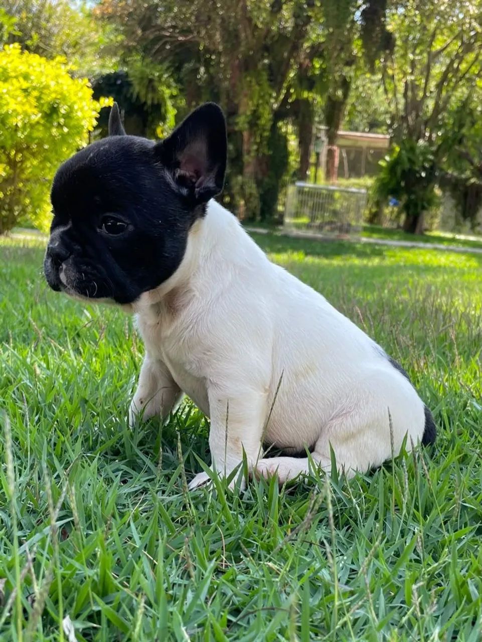 BULLDOG FRANCÊS MACHOS  - Foto 2