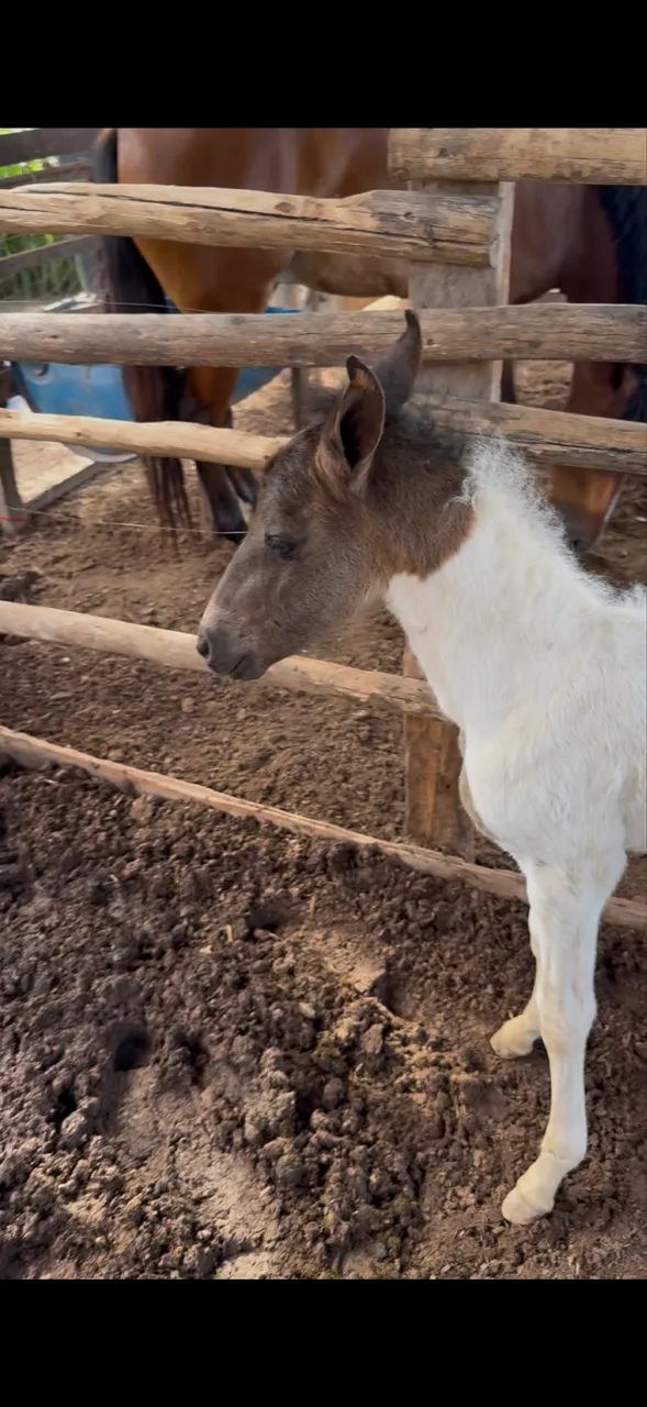 Égua Preta Parida Fêmea Pampa - Foto 3