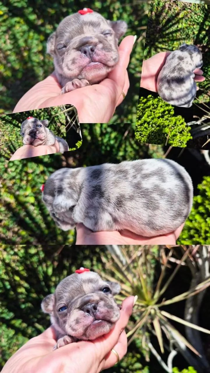 Buldogue Frances - Foto 4