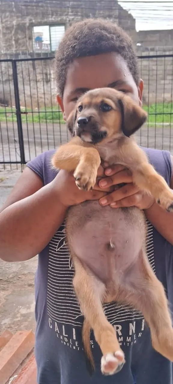Cachorrinho para doação  - Foto 2