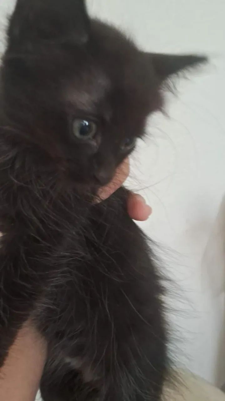 Adoção de gatinhos - Foto 2