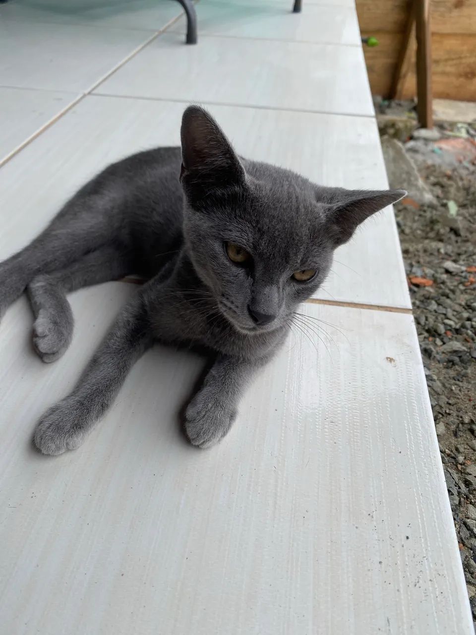 Doa-se gato - Foto 2