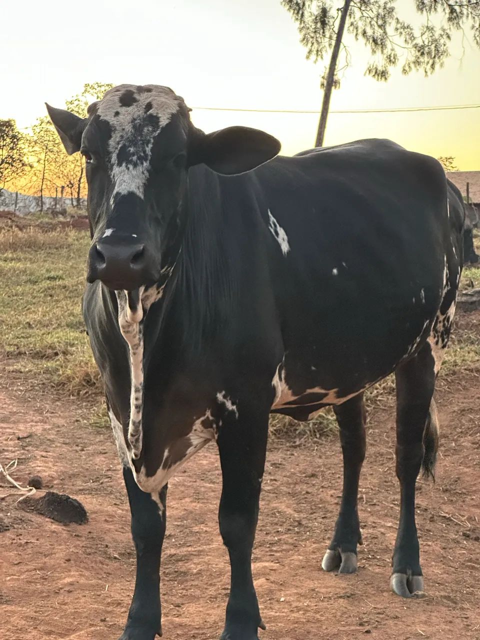 Vaca a venda 