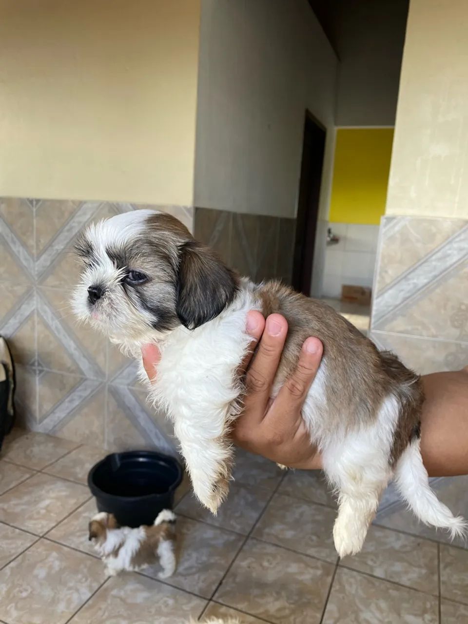 Vendo cachorro Lhasa Apso - Foto 3
