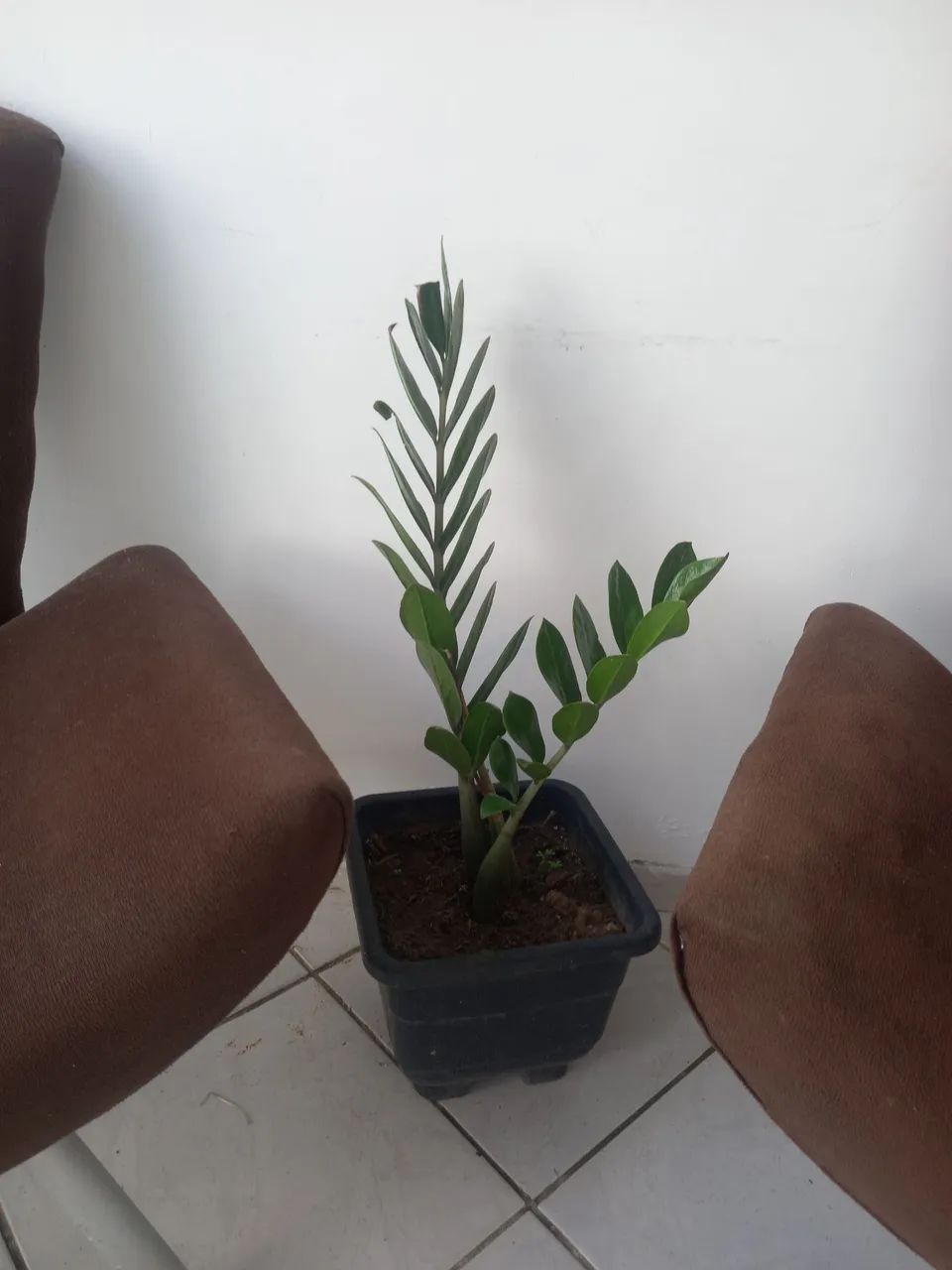 Plantas  - Foto 2