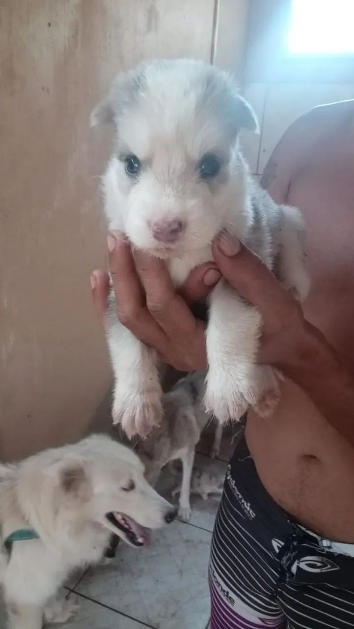 Filhotes de husky siberiano 