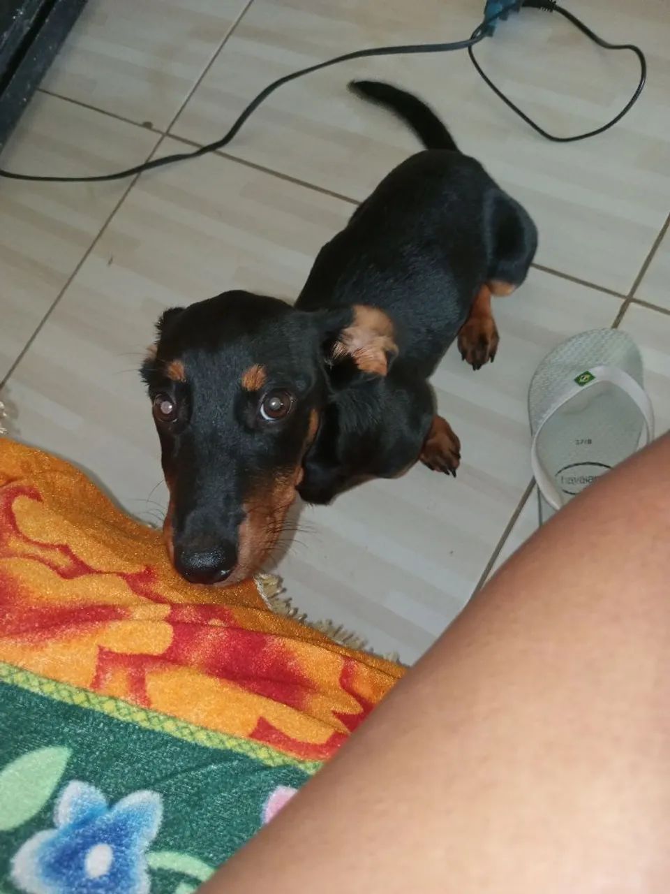 Salsicha  - Foto 5