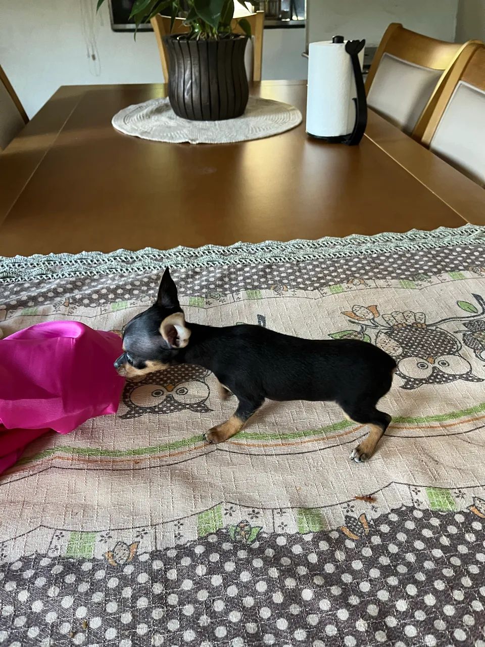 Pinscher Zero - Foto 4