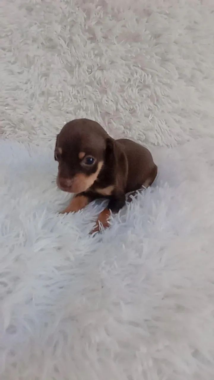 Pinscher chocolate zerinho macho  - Foto 5