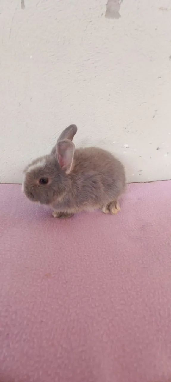 Mini coelho - Foto 2