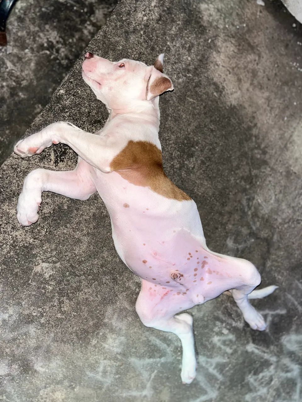 Pitbull  - Foto 3