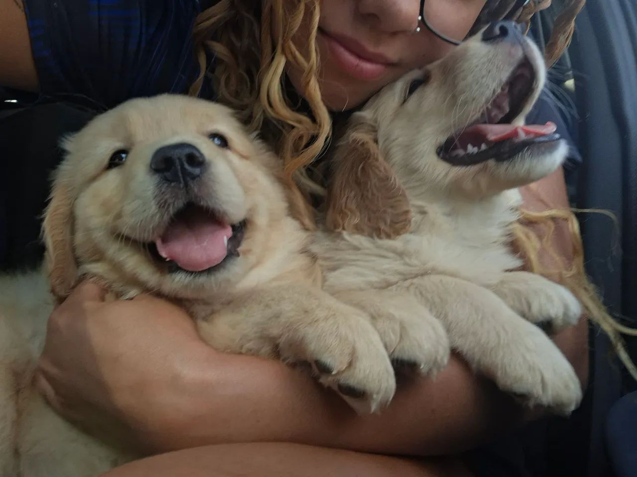 Golden retriever 