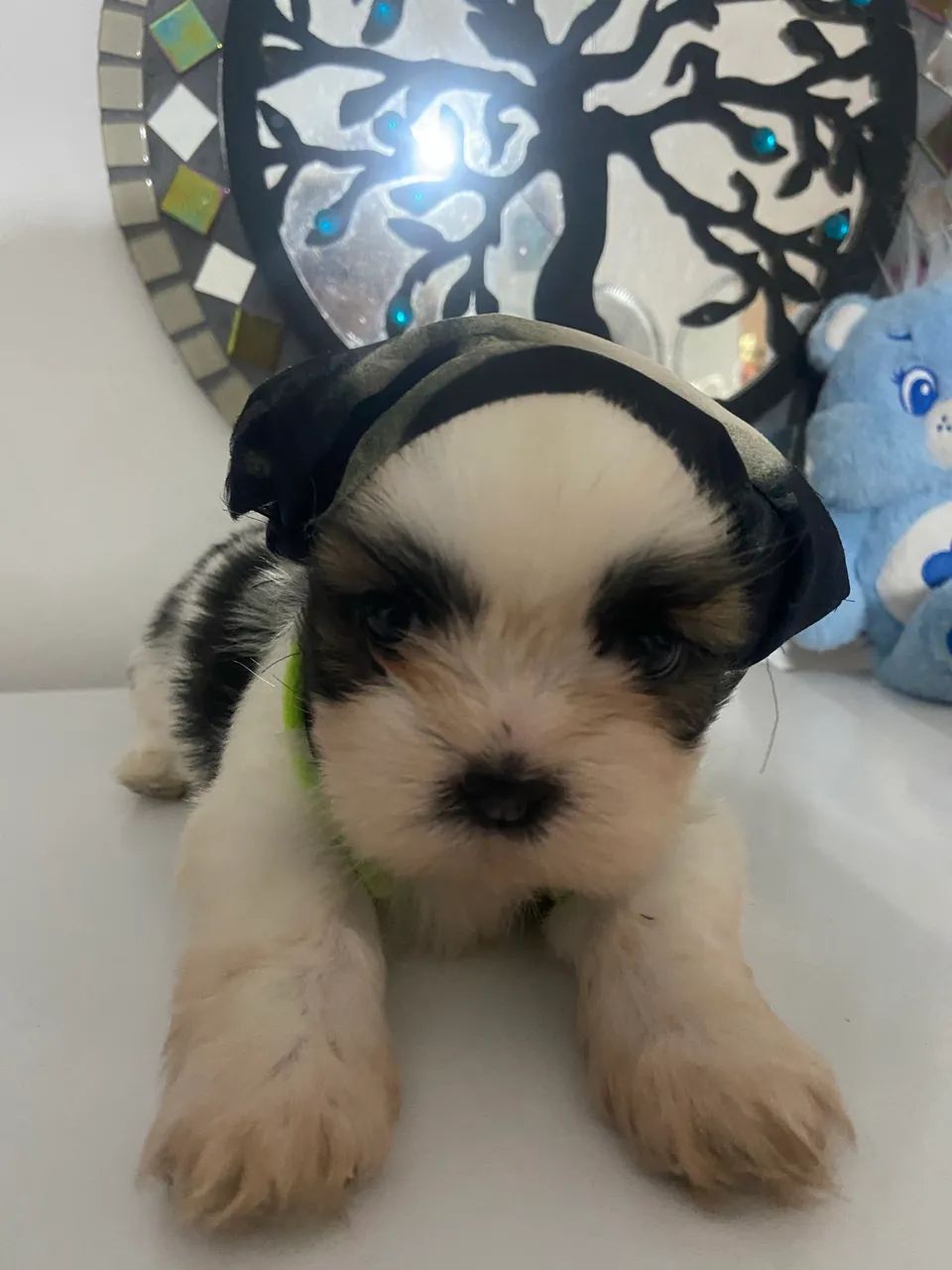 Shihtzu 