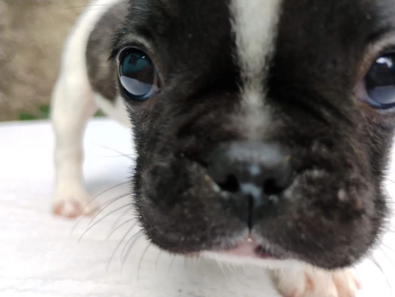 Bulldog francês  - Foto 2