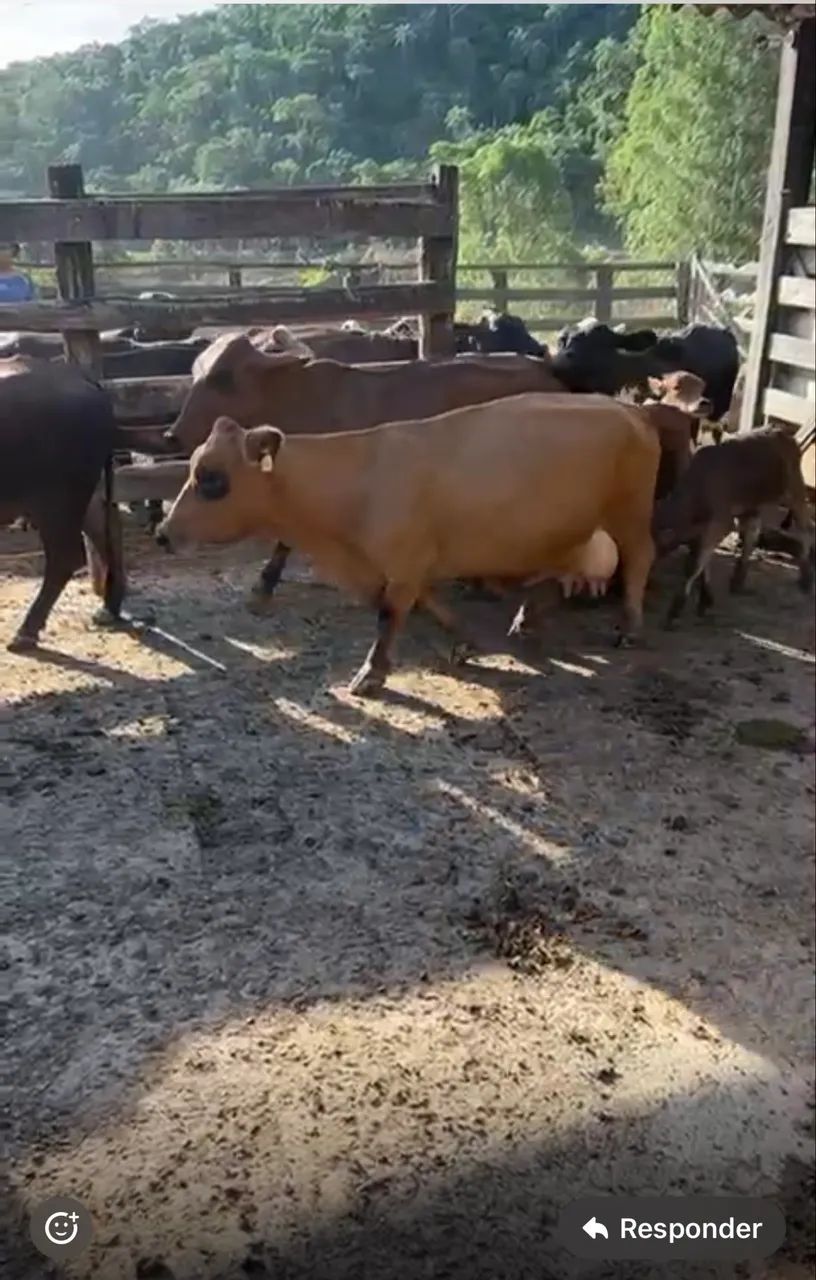 Vaca mini - Foto 3