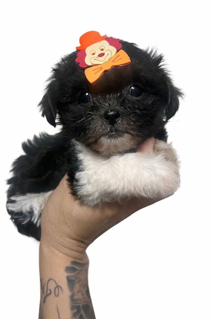 Shih-tzu femea preta com 60 dias vacinada 