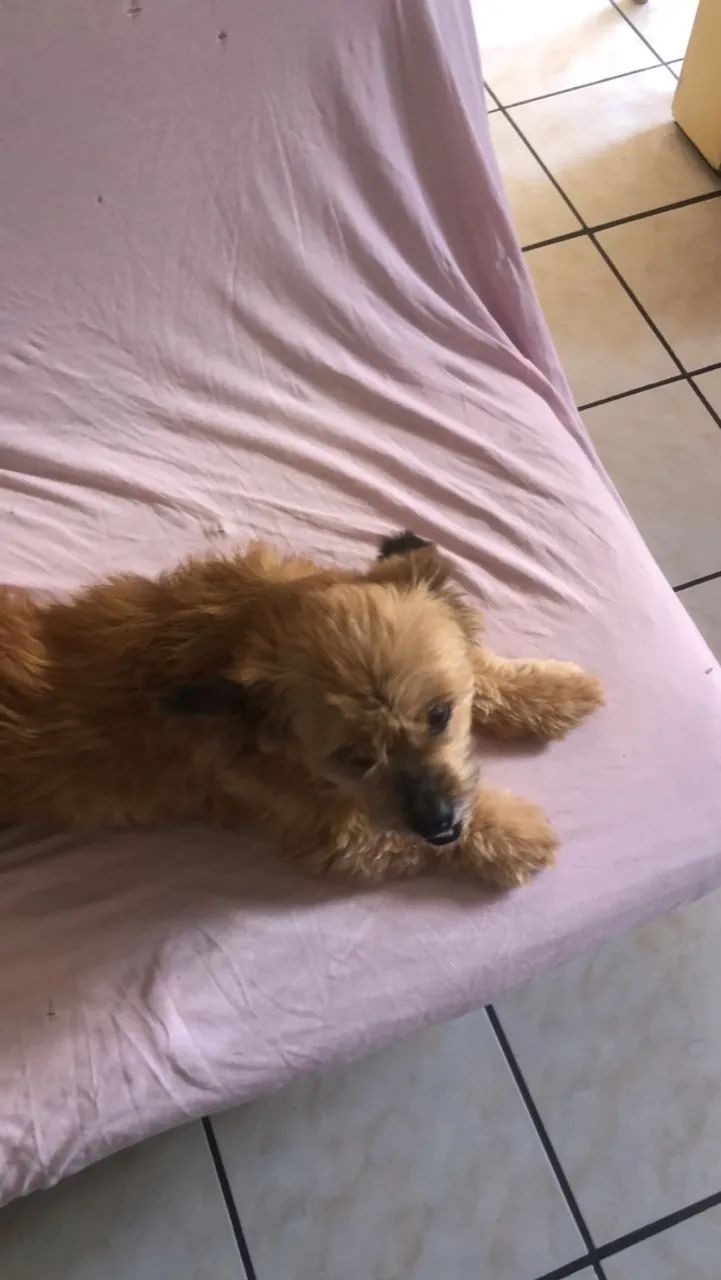 Estou doando este cachorro chipisao  - Foto 2