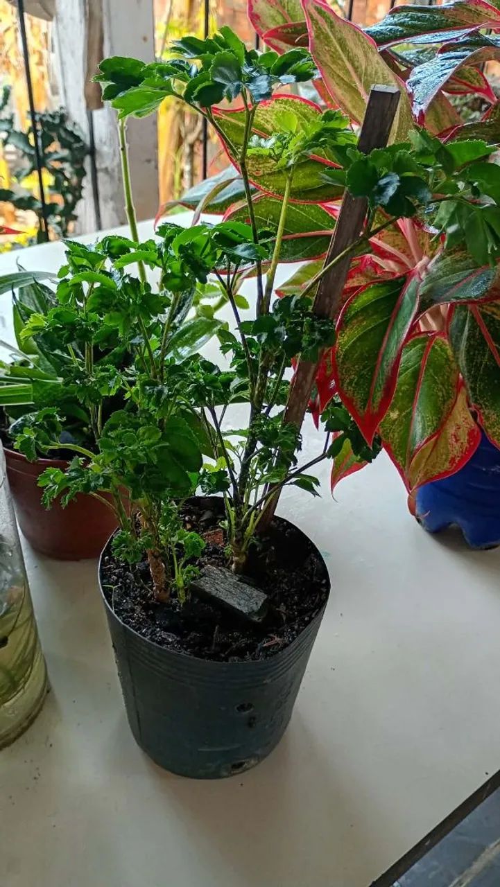 Vasos&Plants  - Foto 3