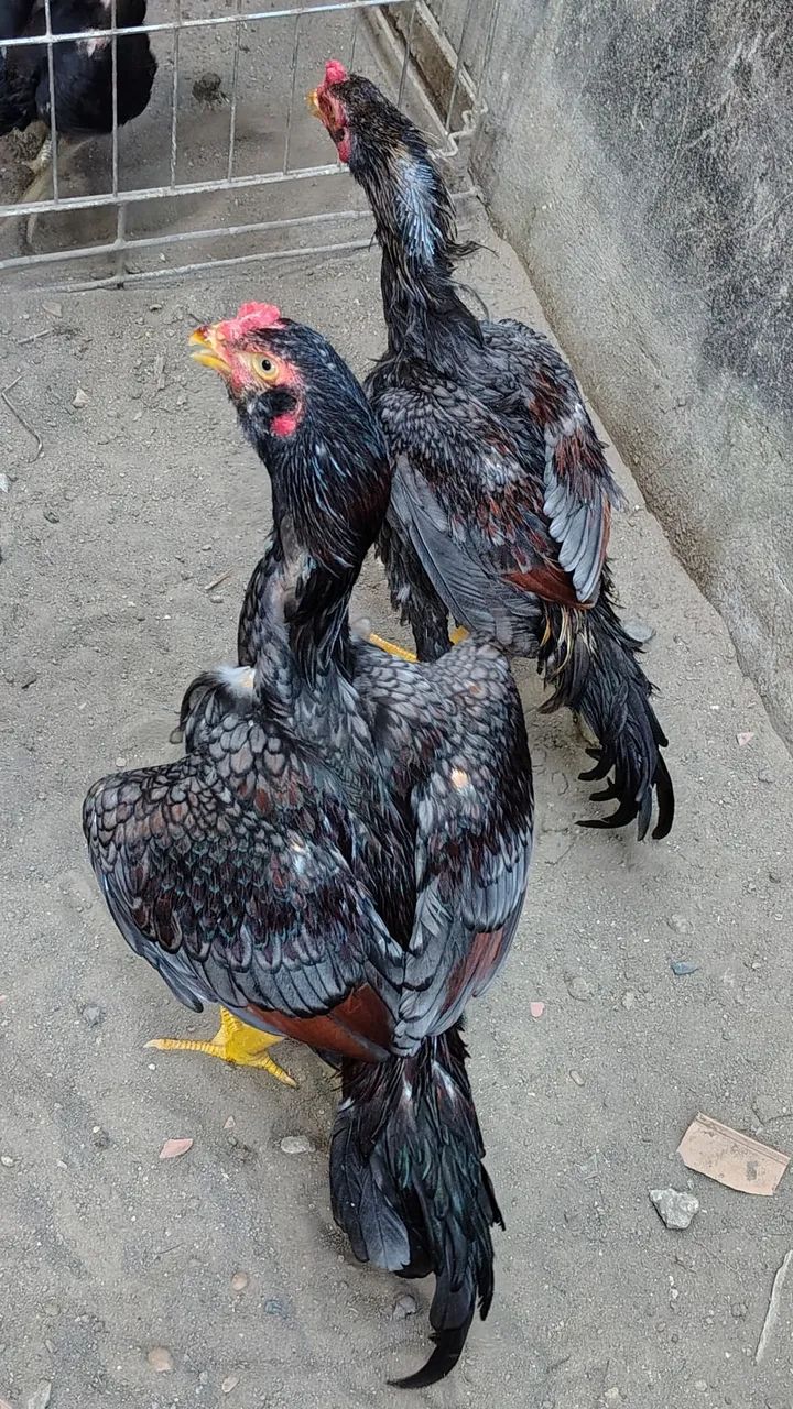 Frangos Mura com 6 meses de idade valor unitário r$ 300 - Foto 6