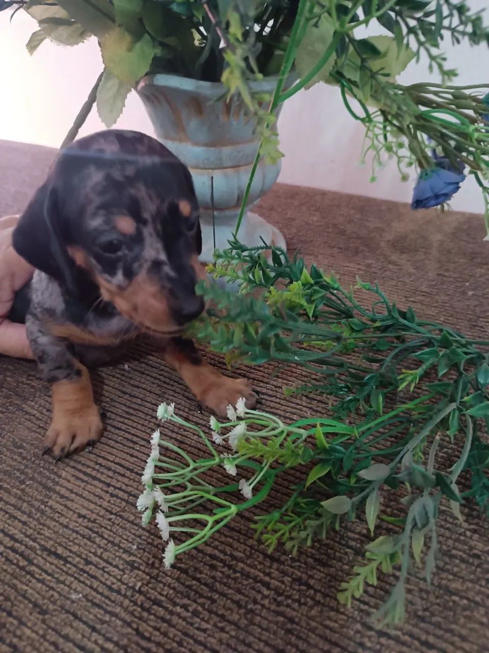 Filhotes Dachshund - Foto 4