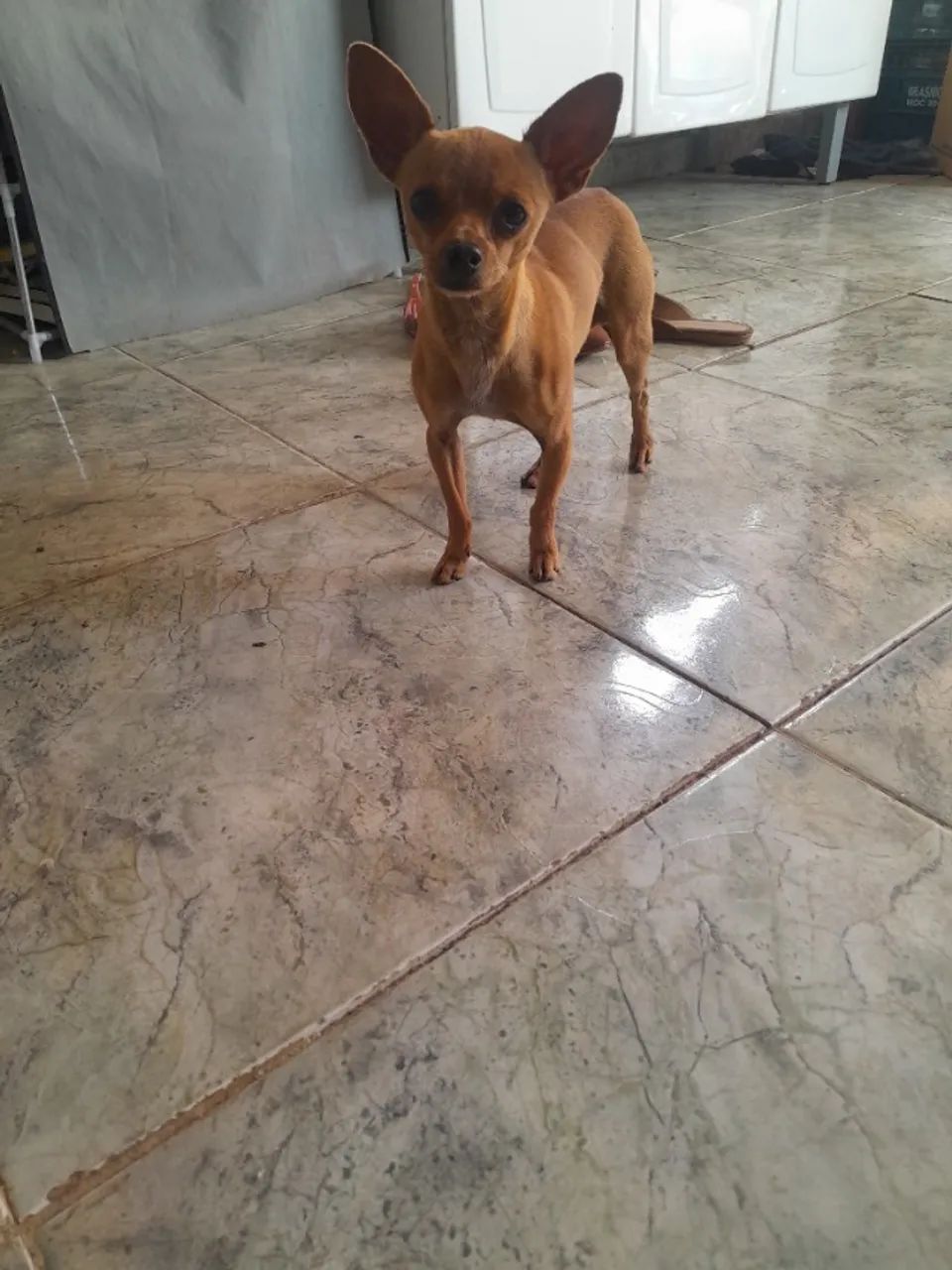 Cachorro pinscher