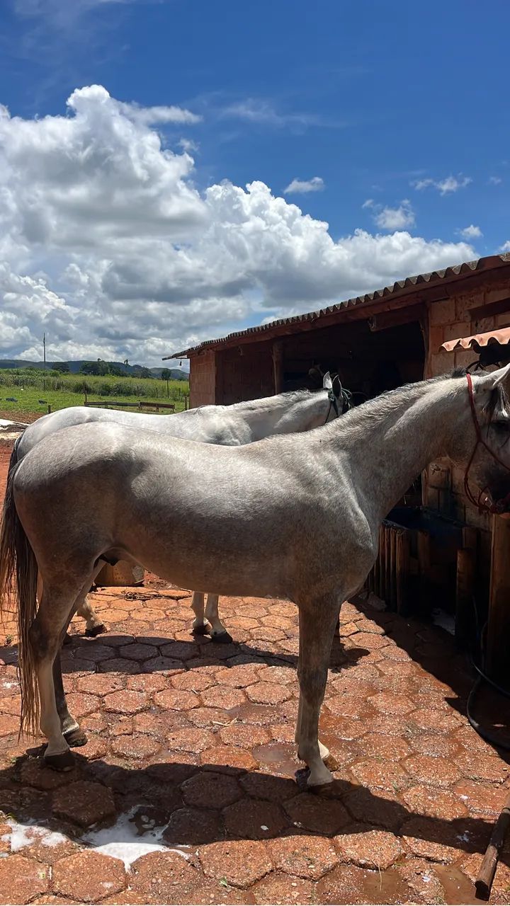 Potro mangalarga  - Foto 2