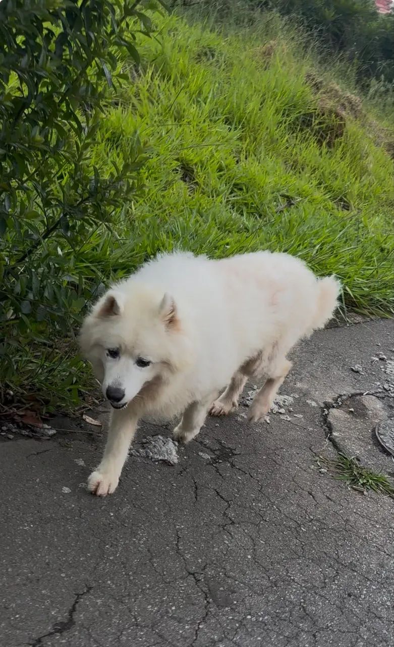 Doação cachorro Samoieda  - Foto 2