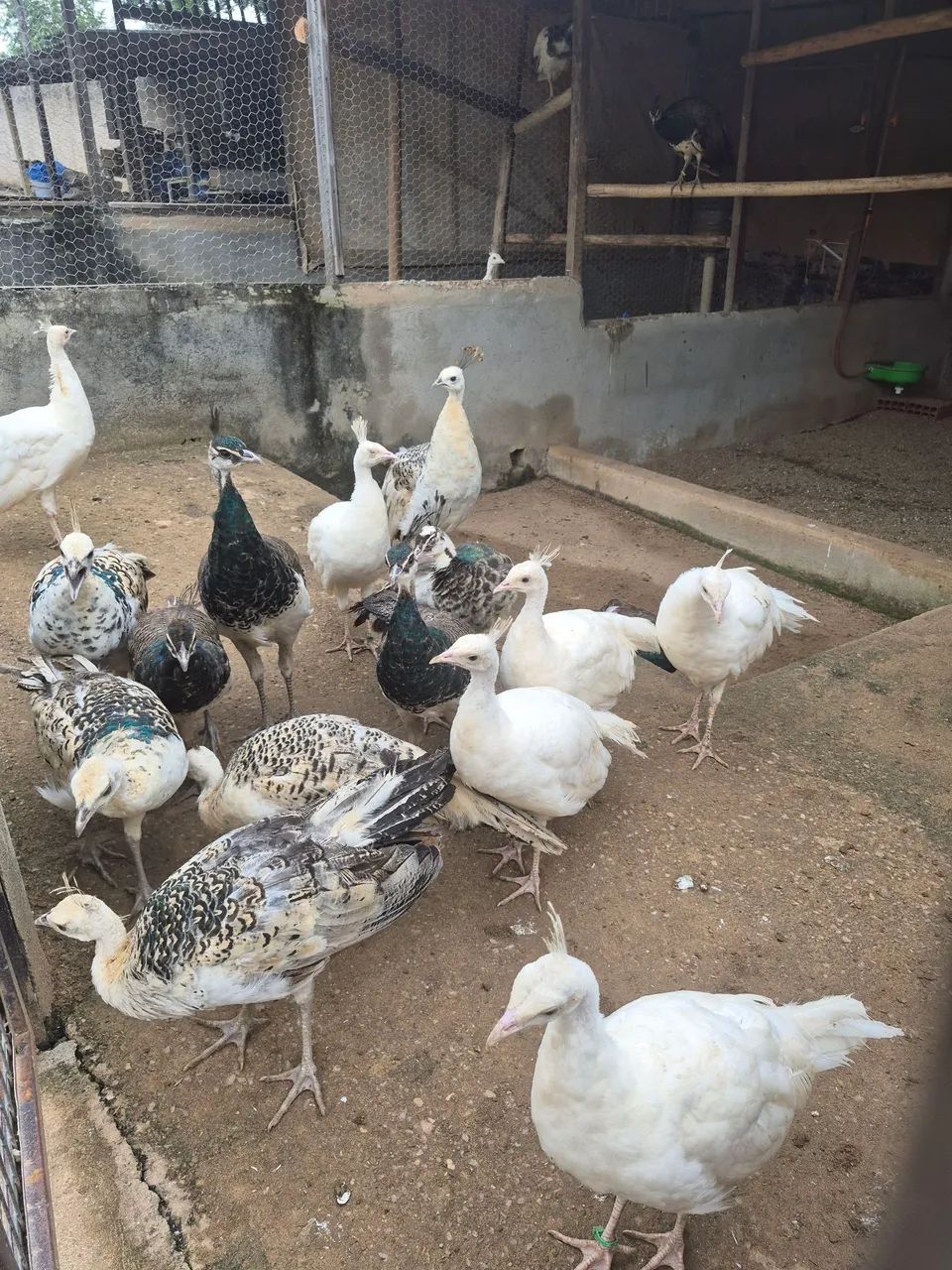 Pavos  - Foto 6