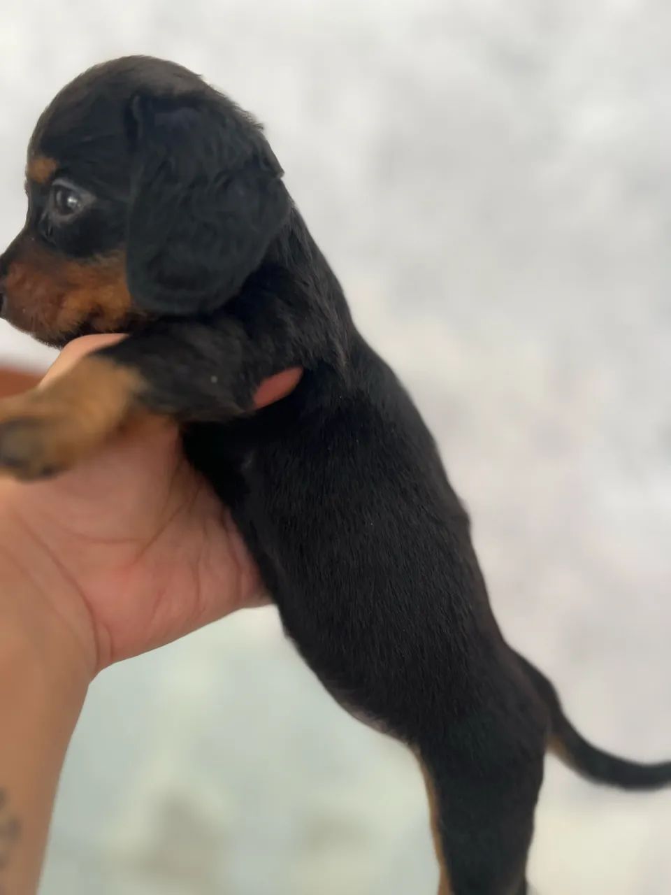 Dachshund pelo longo mini  - Foto 4