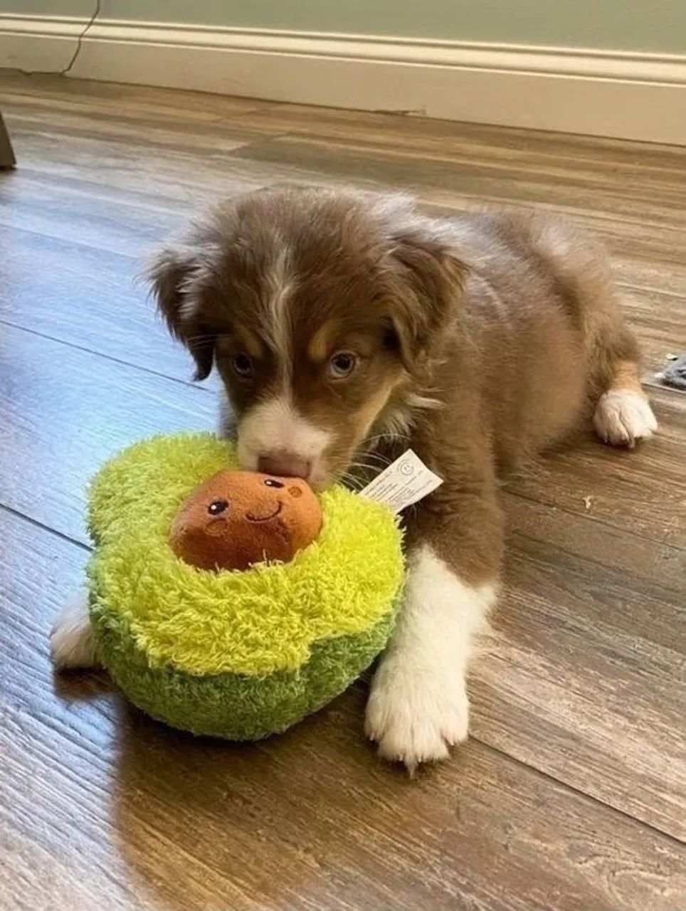 Border collie lindo e saudavel 