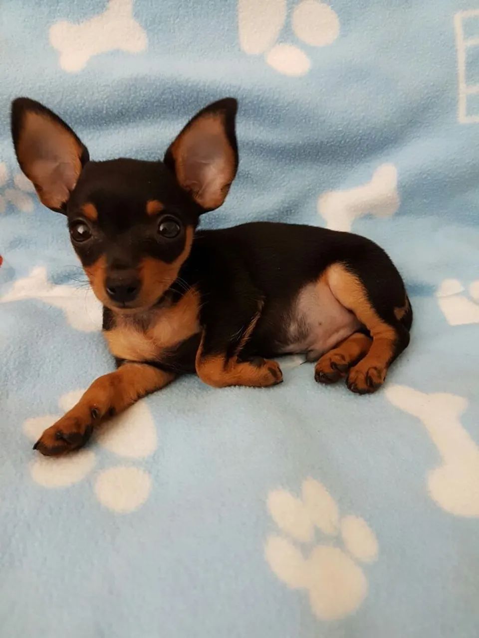 Pinscher preto e canela 