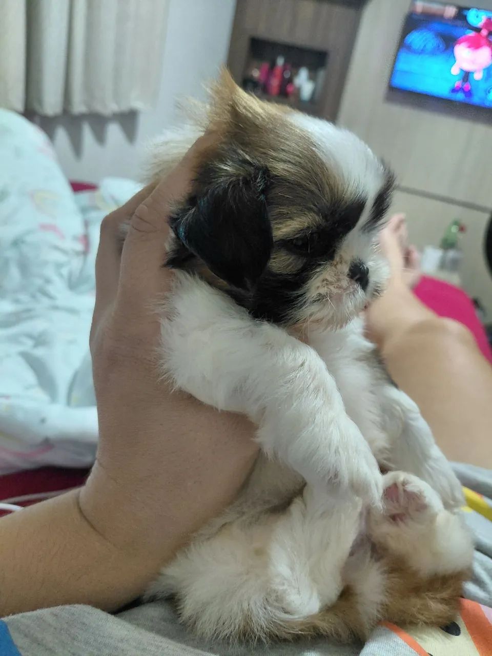 Shih tzu pra cruzar  - Foto 4