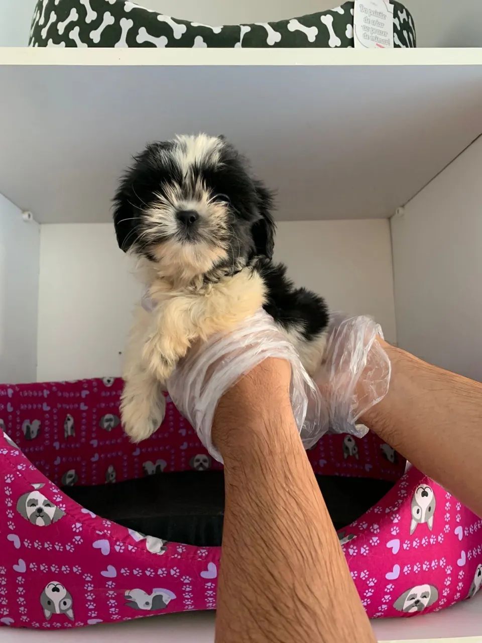 Shihtzu  - Foto 2
