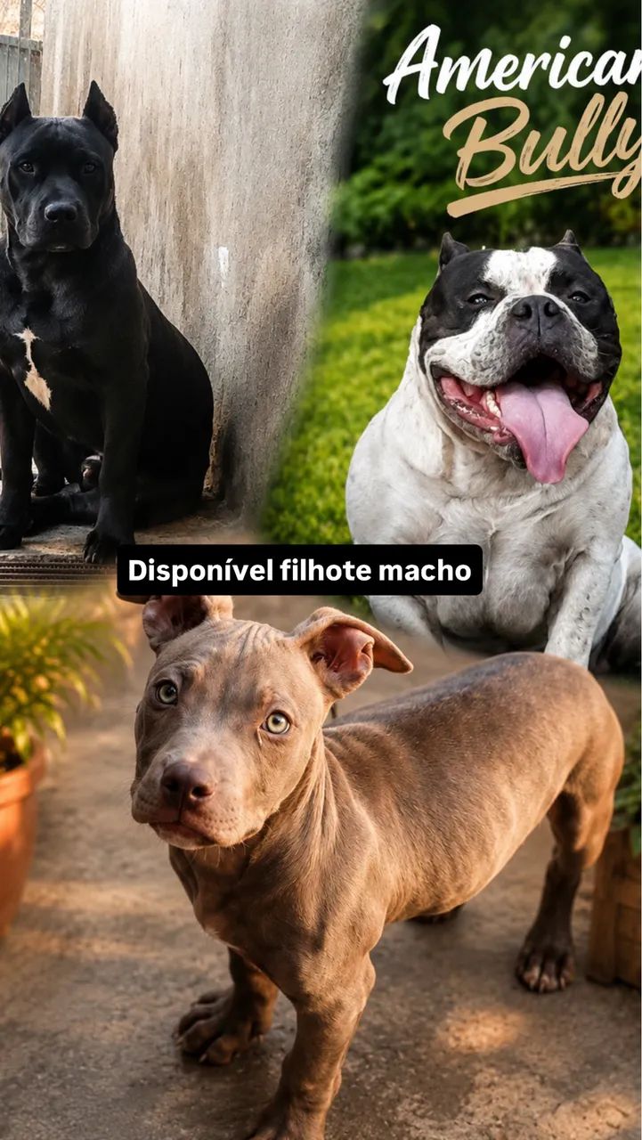 American  bully 