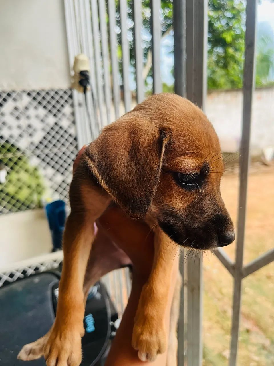 Doação responsável! - Foto 3