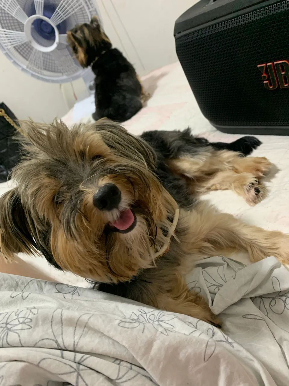 Filhotes de yorkshire  - Foto 2