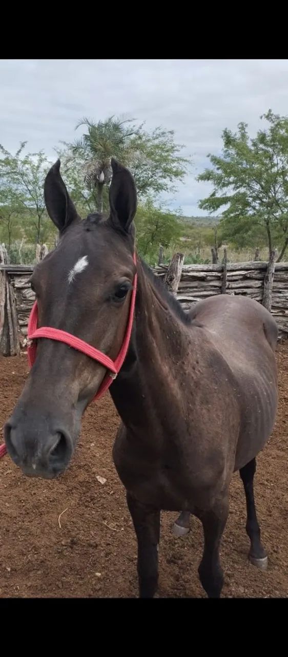 Cavalo 