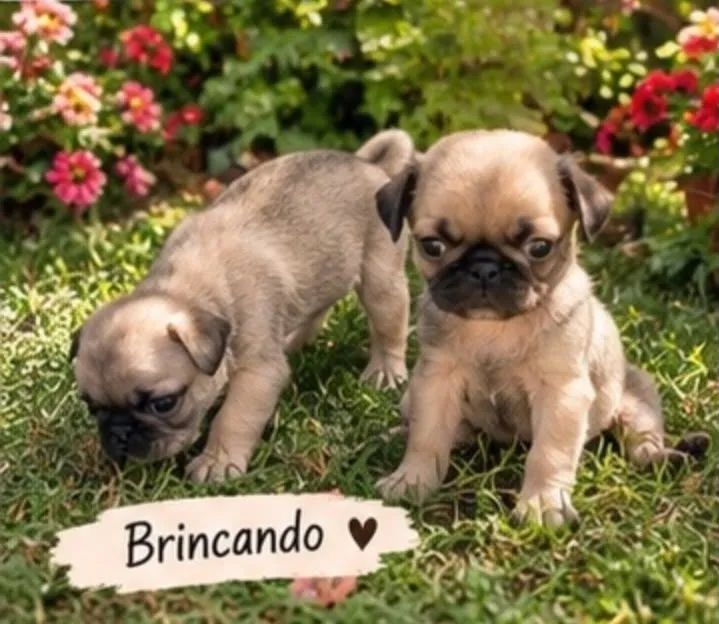 Filhotes de Pug mini - Foto 5