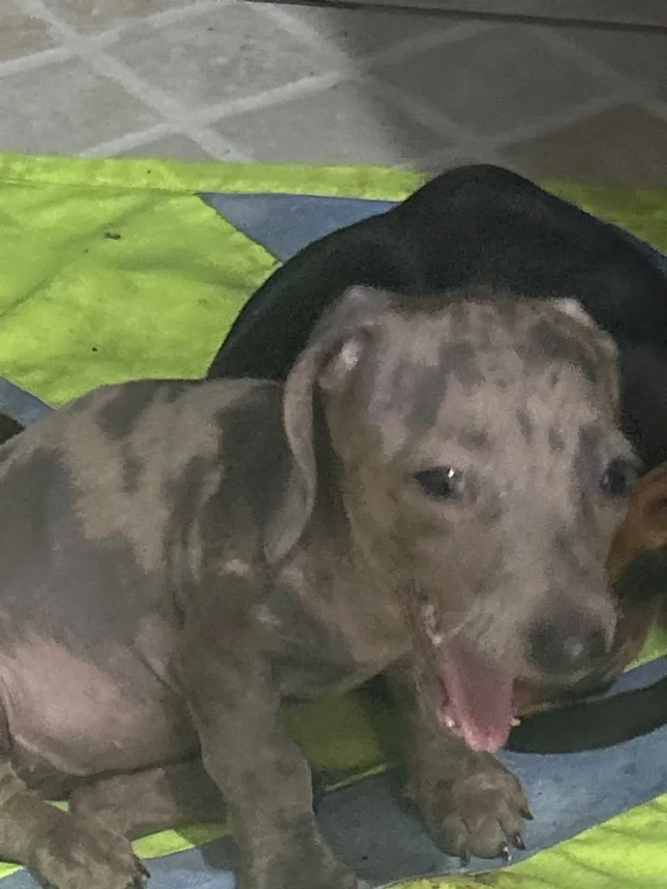 Daschunds - Foto 4