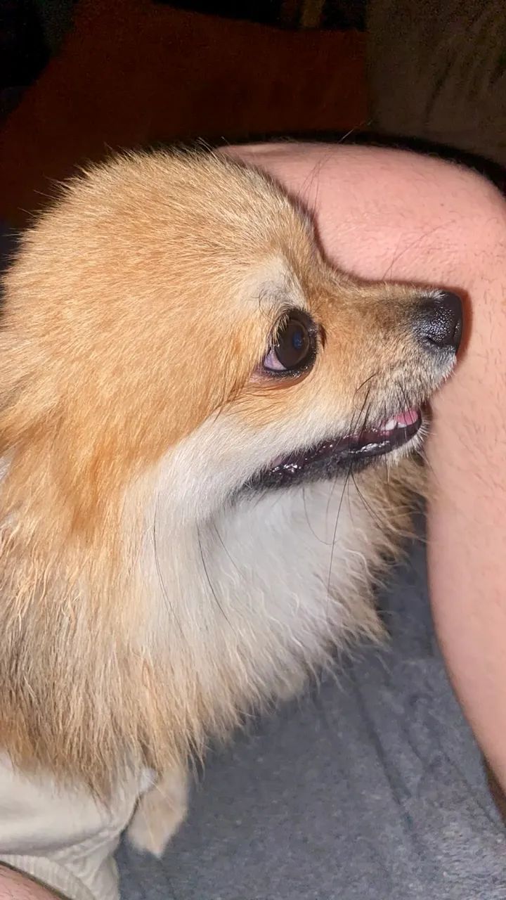 Spitz alemães Puro - Foto 4