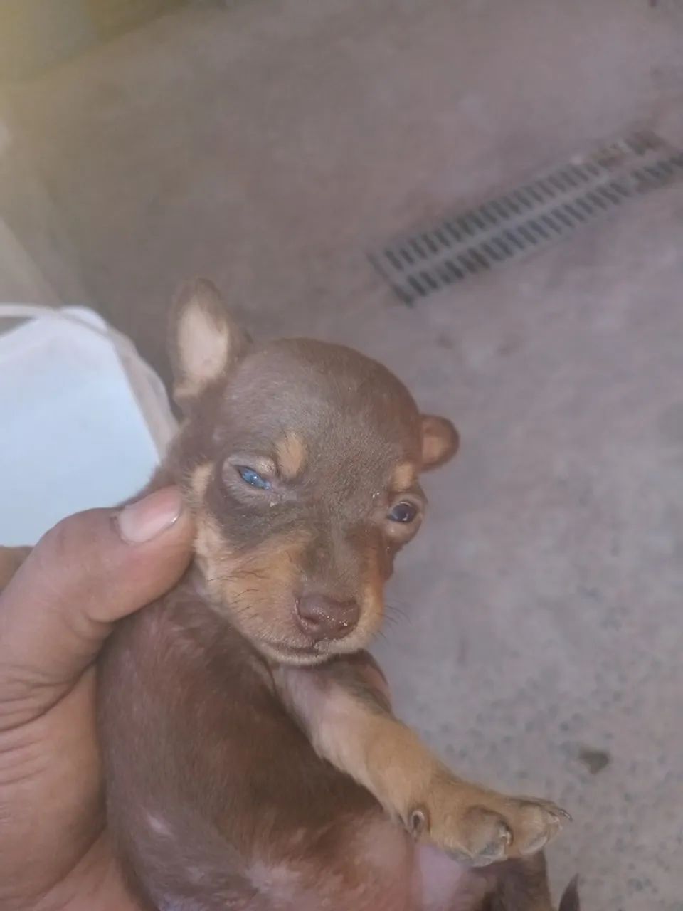 Cáchorro 