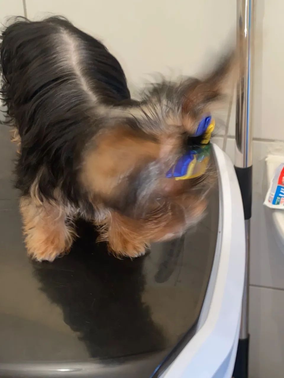 Cachorro  - Foto 2