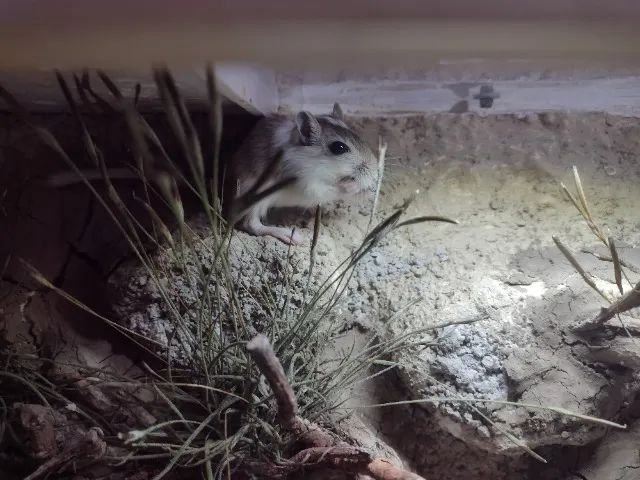 Filhotinhos de Gerbil ( esquilo da mongolia)