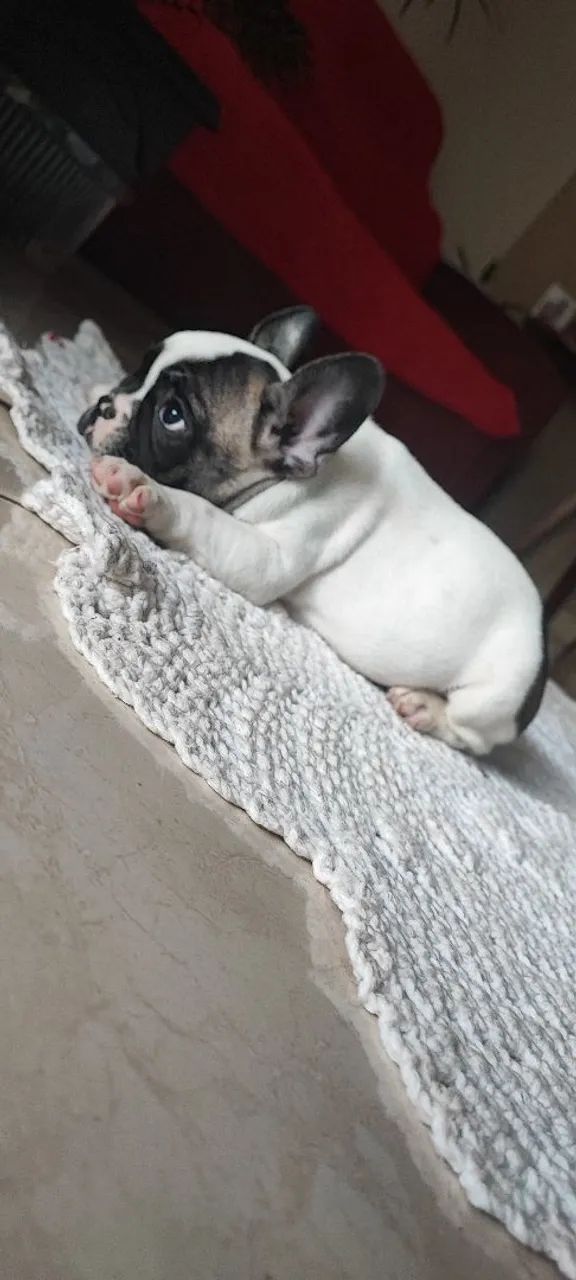 ? BULDOGUE FRANCÊS EXÓTIC MICRO ? - Foto 4