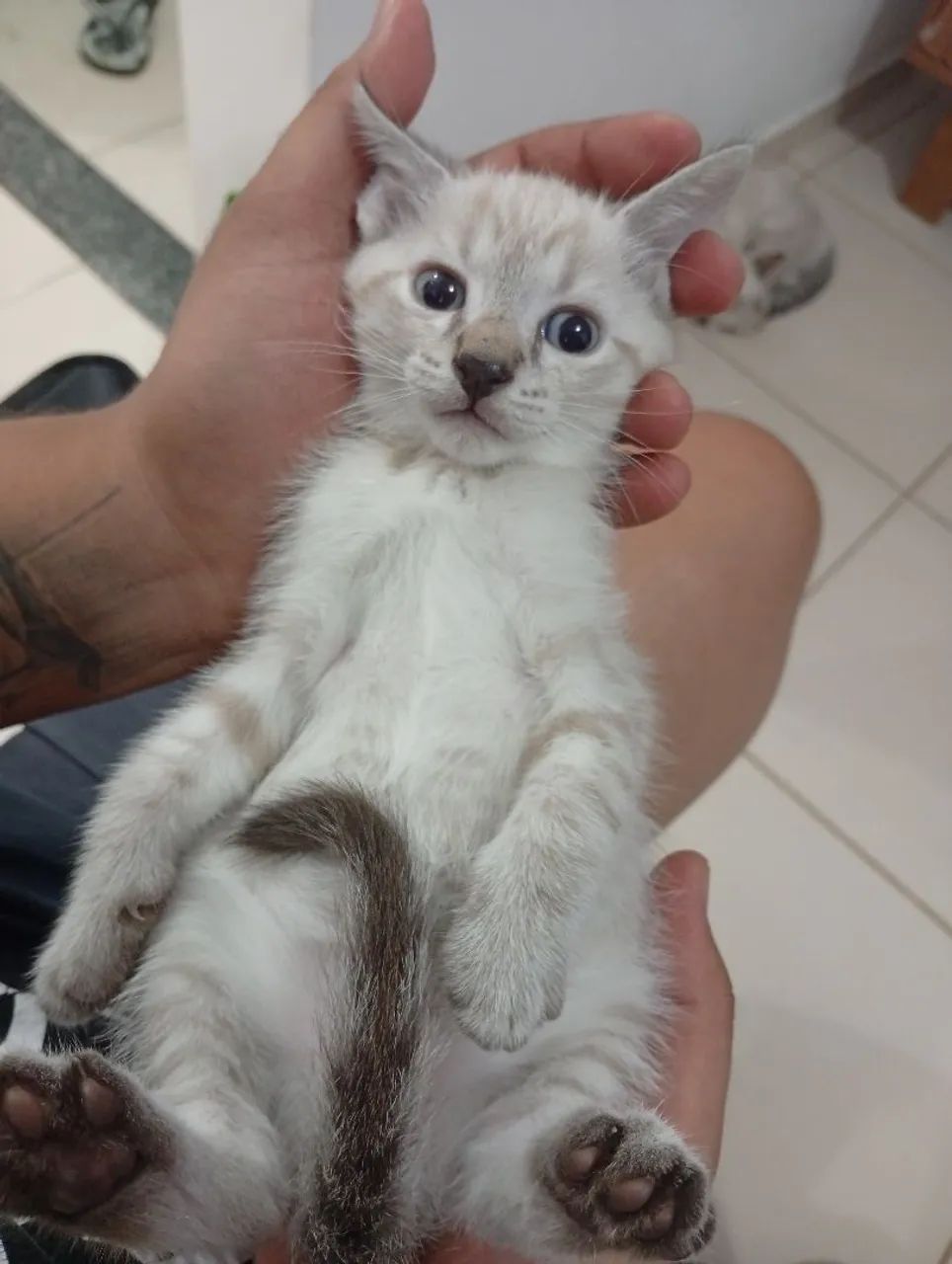 Adoção responsável  - Foto 3