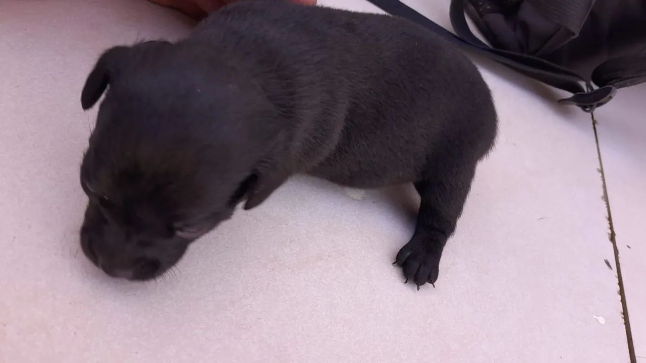 Vendo pinscher  - Foto 2